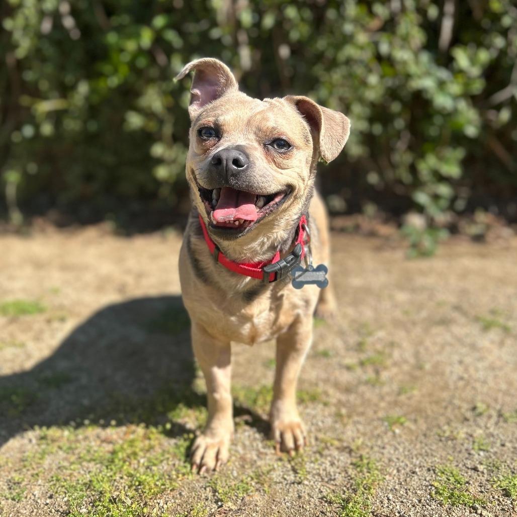 Enlarge Fawn, a Adoptable mixed breed in Riverside, CA image 6/6
