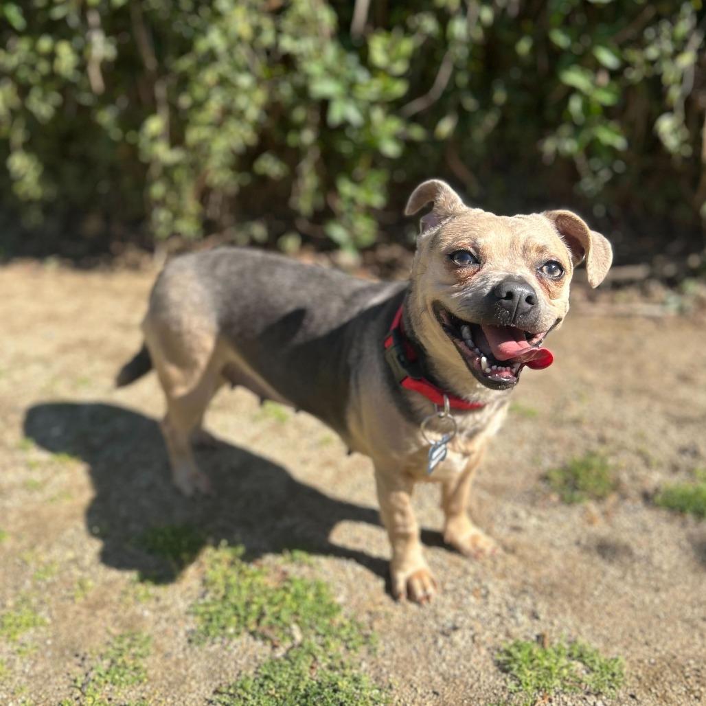 Enlarge Fawn, a Adoptable mixed breed in Riverside, CA image 6/6