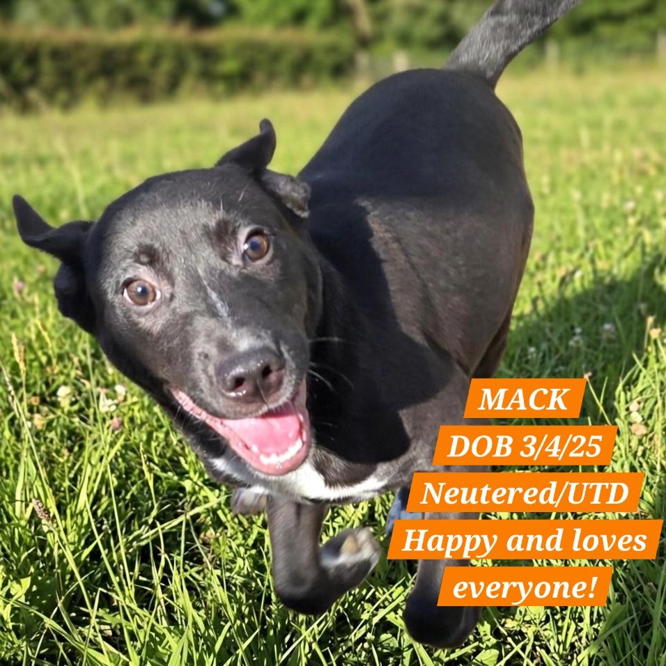 MACARONI, Adoptable, Young Male Border Collie.