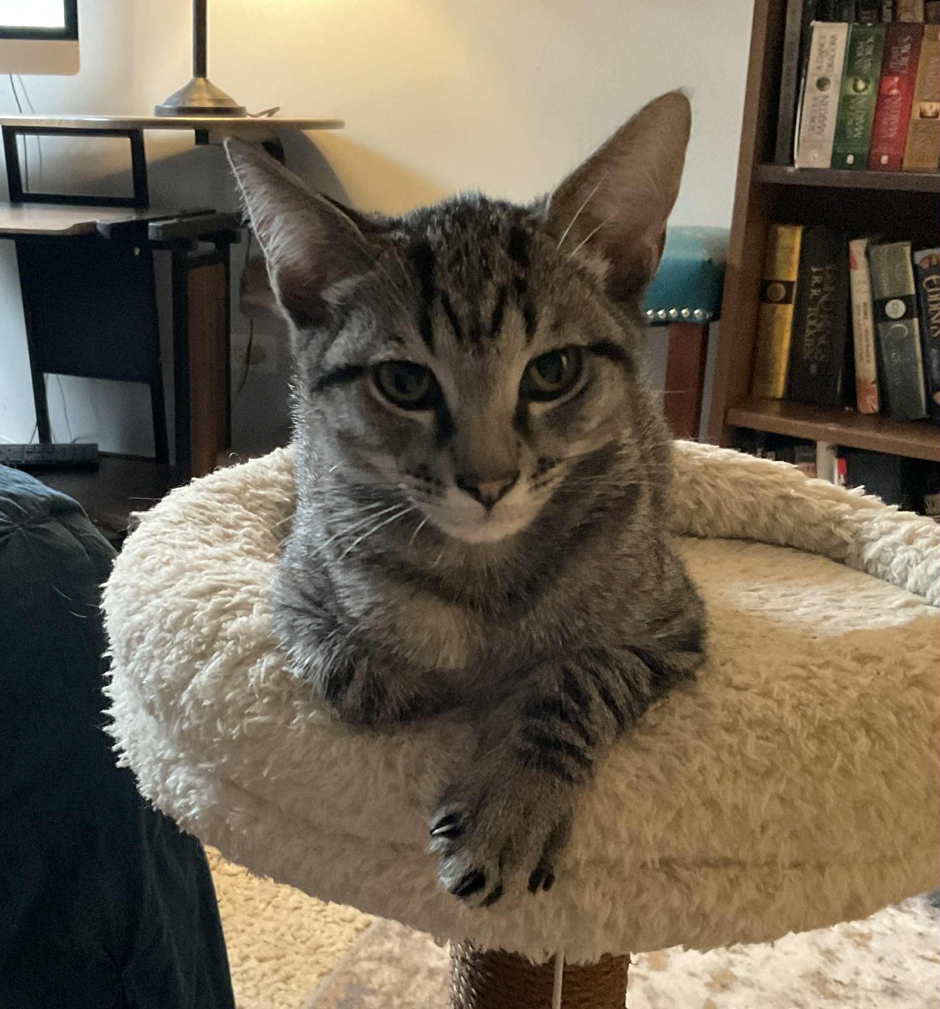 Pipsqueak, Adoptable, Kitten Male Domestic Short Hair.