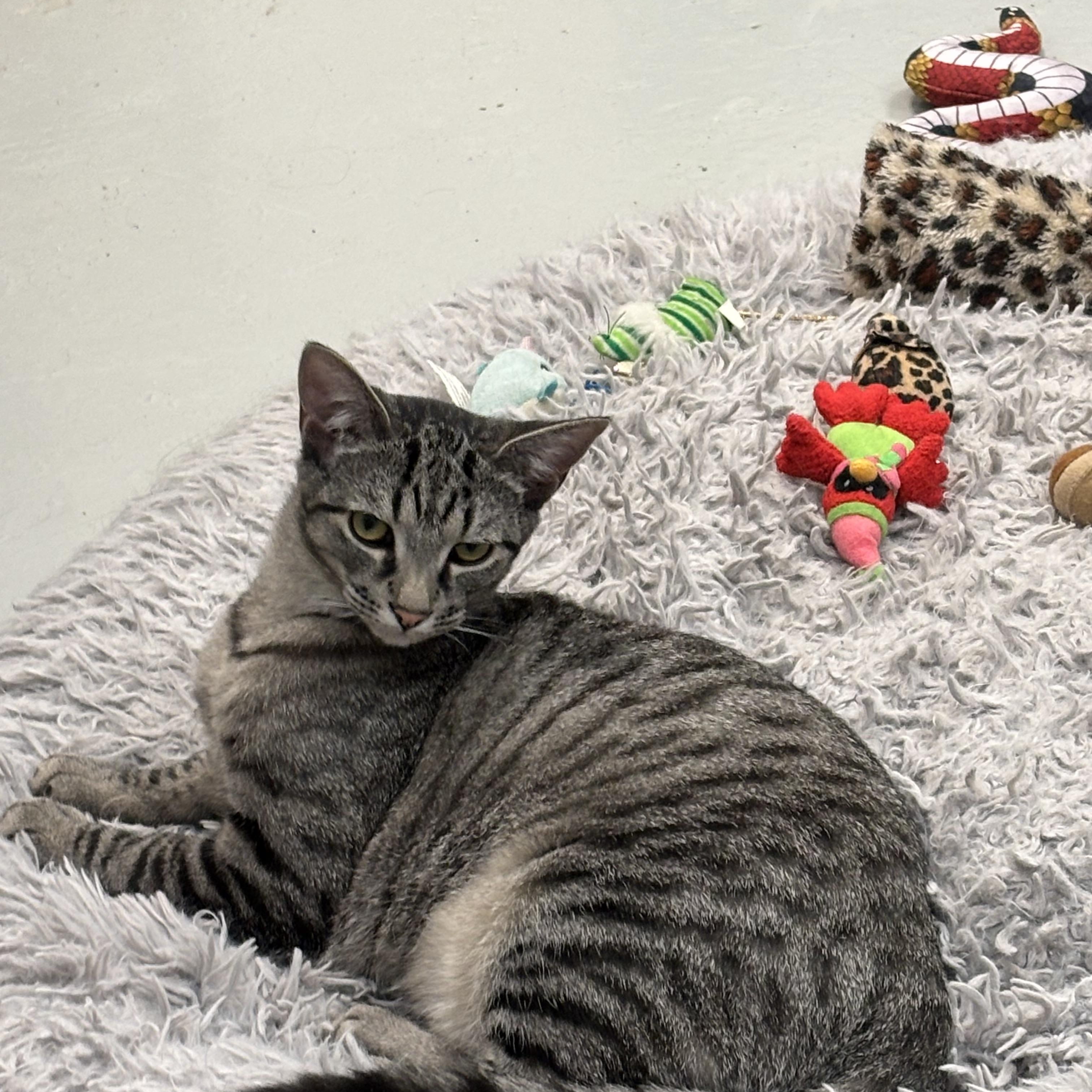 Pipsqueak, Adoptable, Young Male Domestic Short Hair.