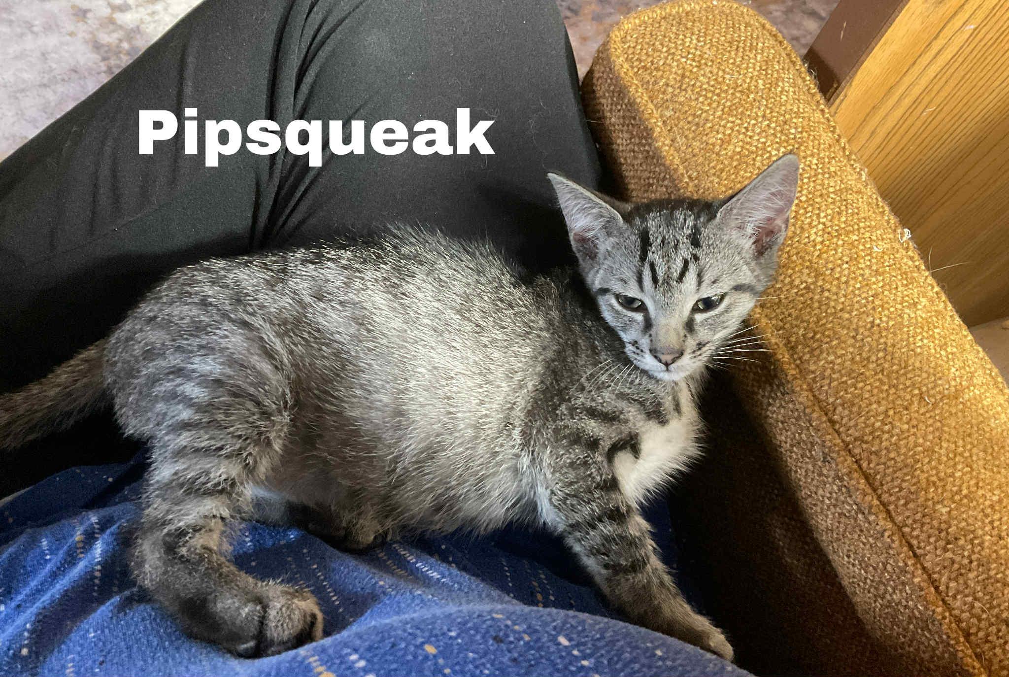 Pipsqueak, a Adoptable Domestic Short Hair in Crystal Lake, IL image 2/4