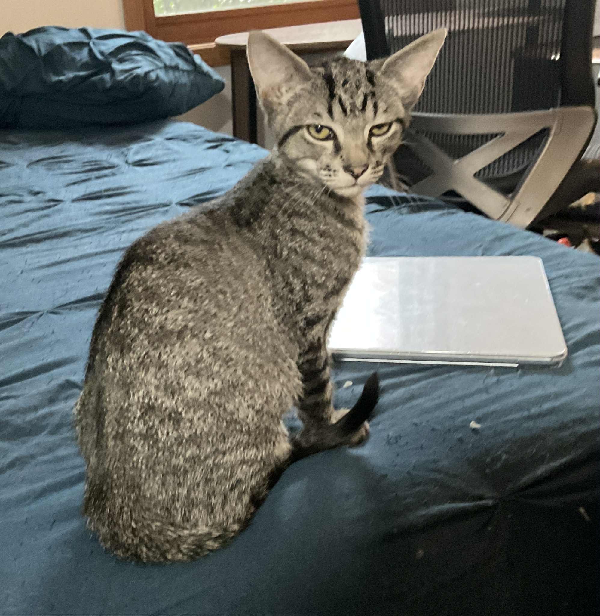 Pipsqueak, a Adoptable Domestic Short Hair in Crystal Lake, IL image 3/4