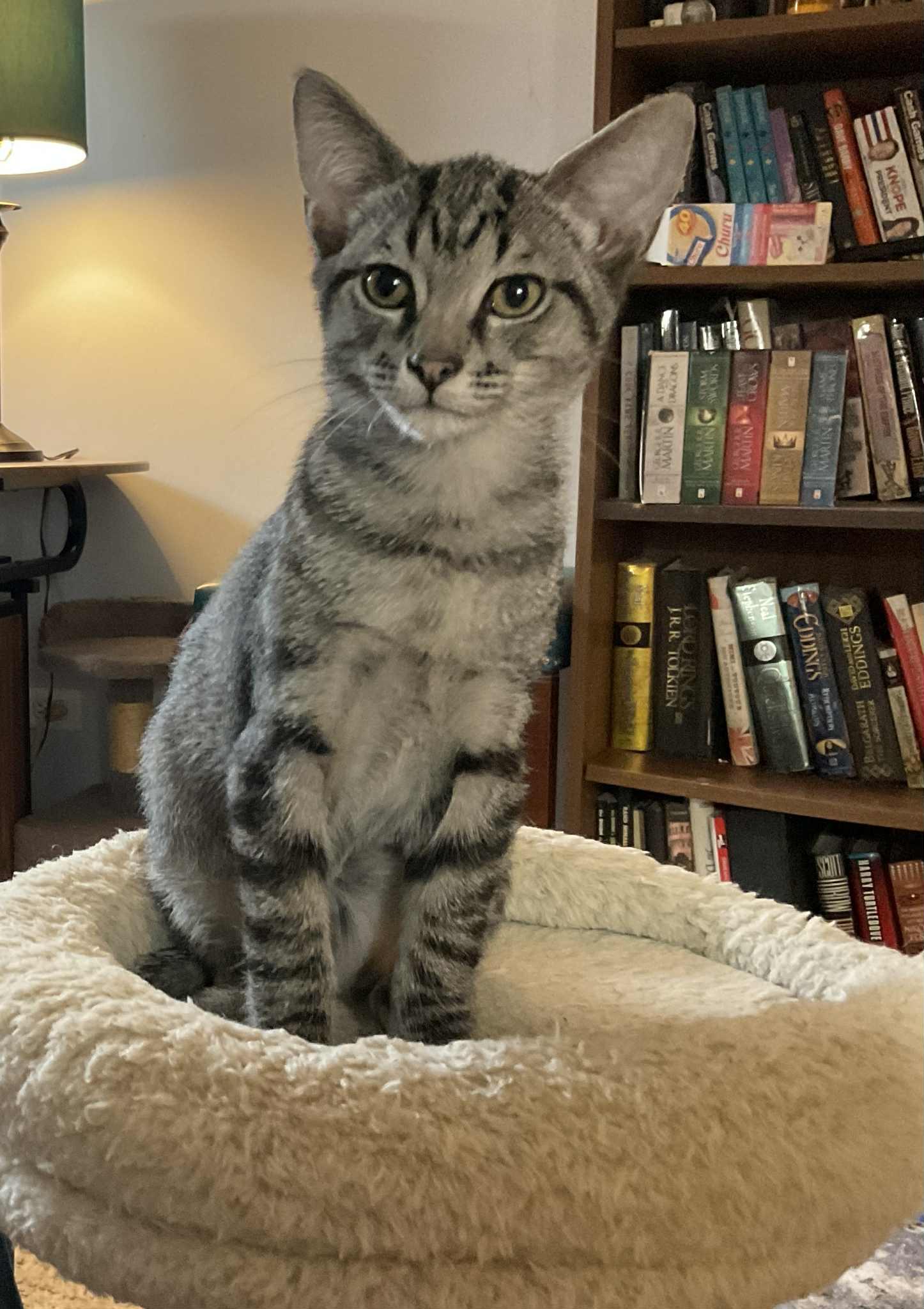 Pipsqueak, a Adoptable Domestic Short Hair in Crystal Lake, IL image 4/4