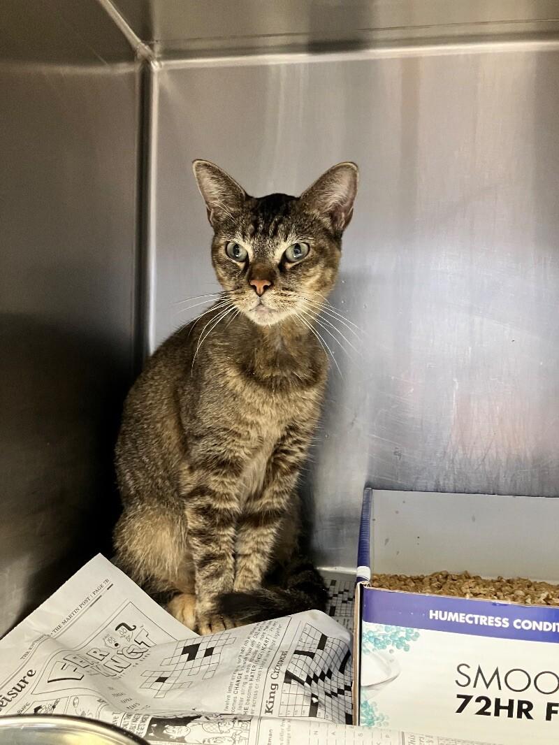 Harvest, Adoptable, Adult Female Domestic Short Hair.