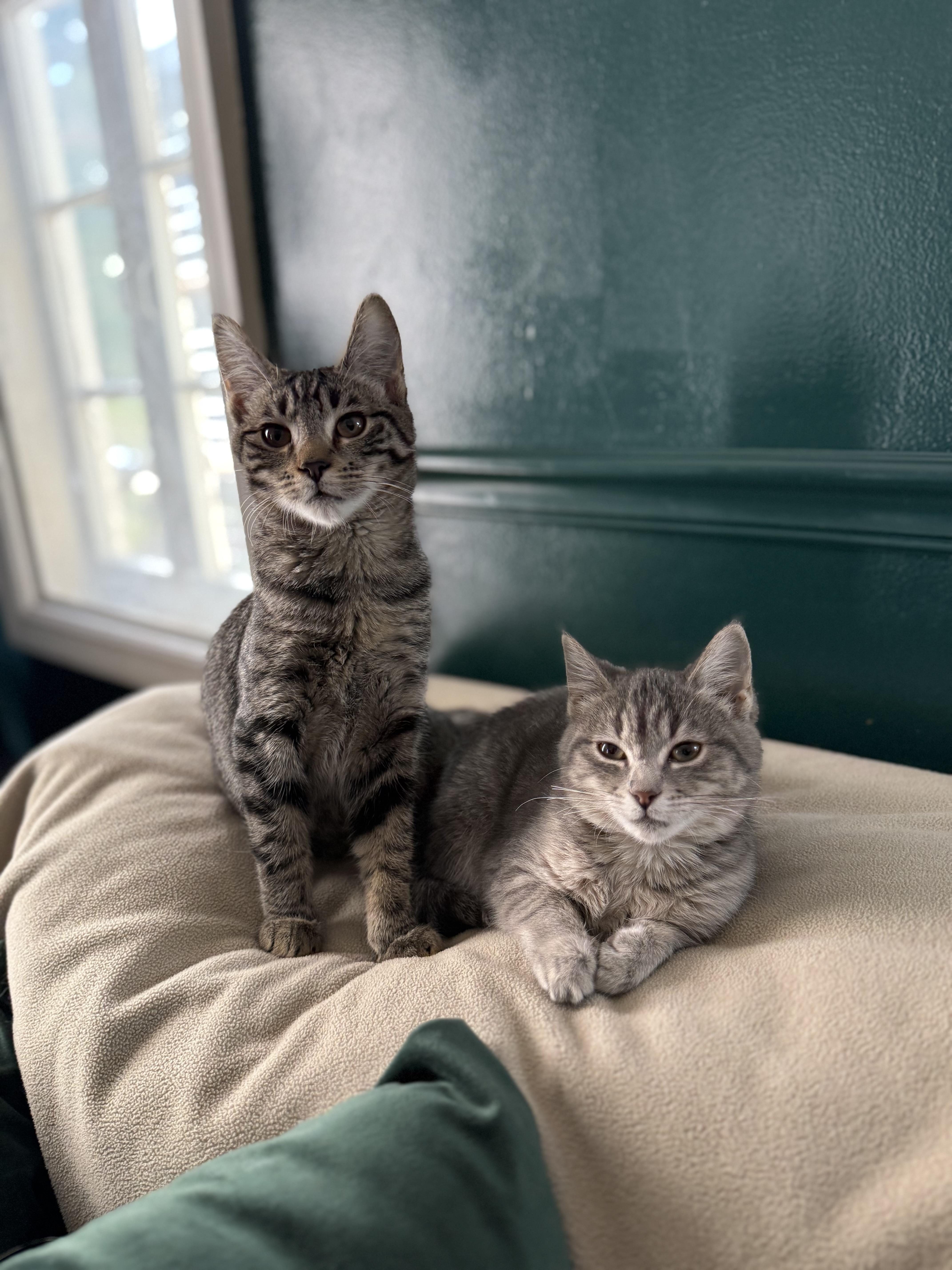 Majo and Thistle, an adopted Domestic Short Hair in Gaylordsville, CT image 1/5