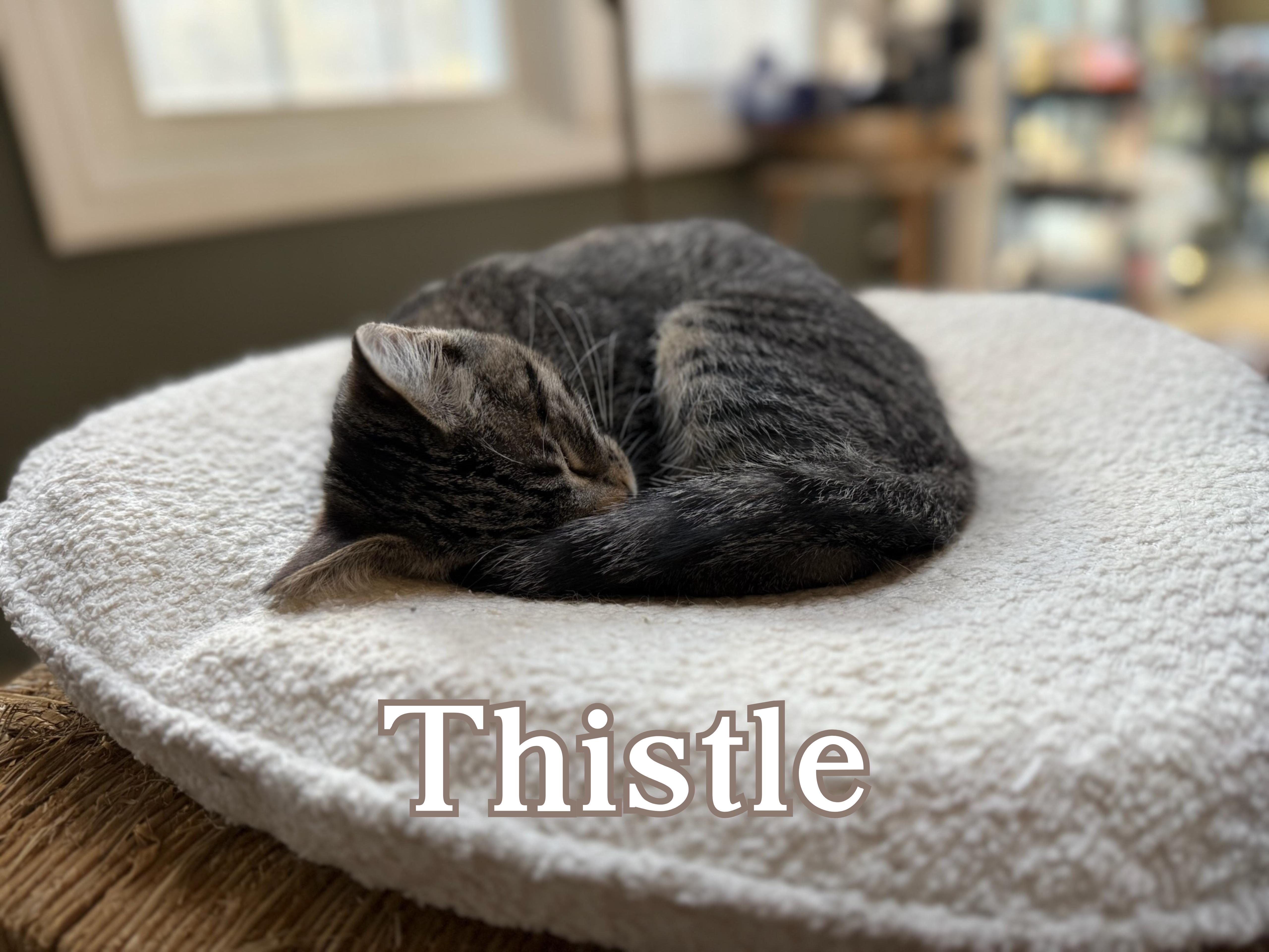Majo and Thistle, an adopted Domestic Short Hair in Gaylordsville, CT image 4/5