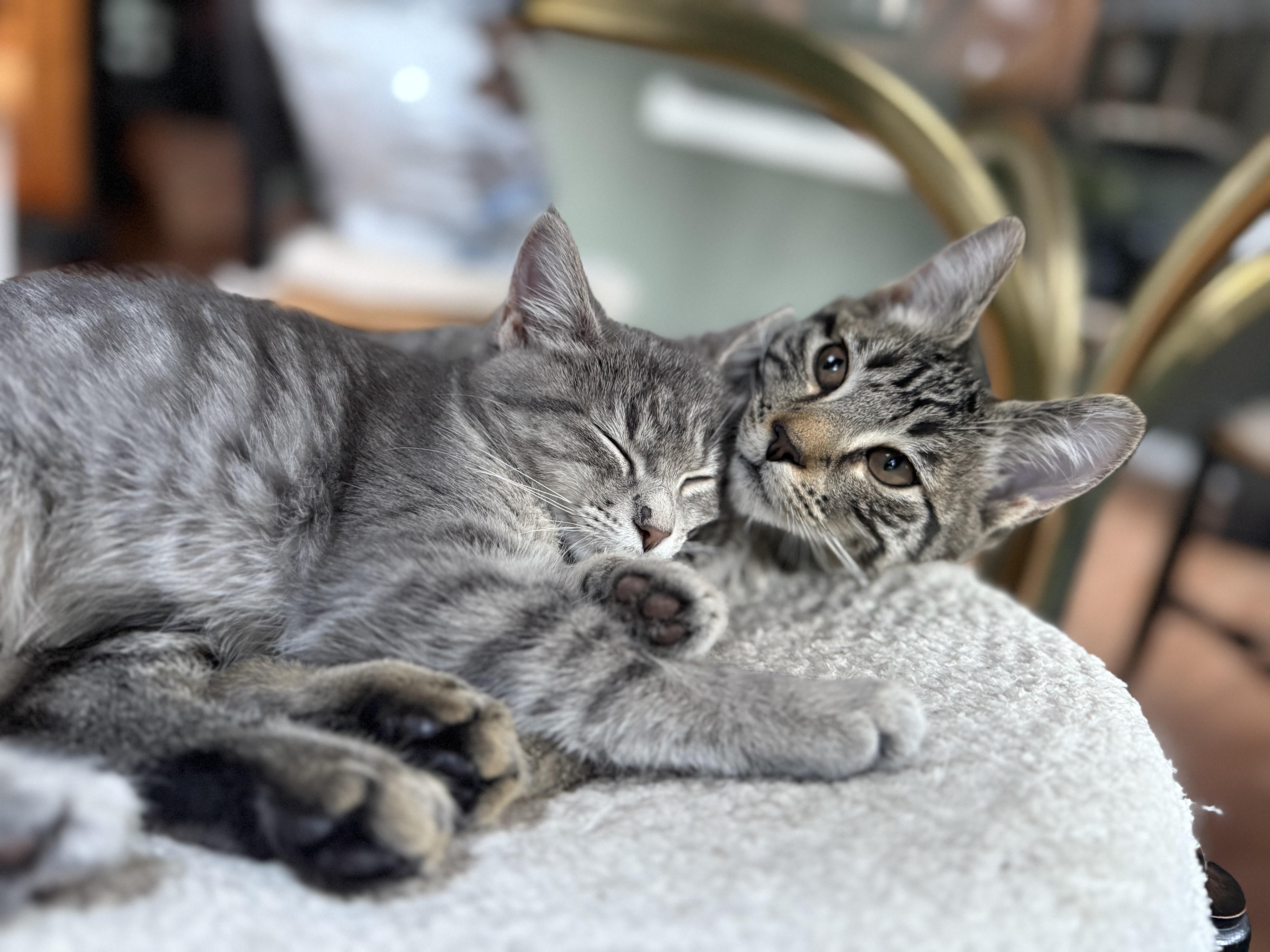 Majo and Thistle, an adopted Domestic Short Hair in Gaylordsville, CT image 3/5