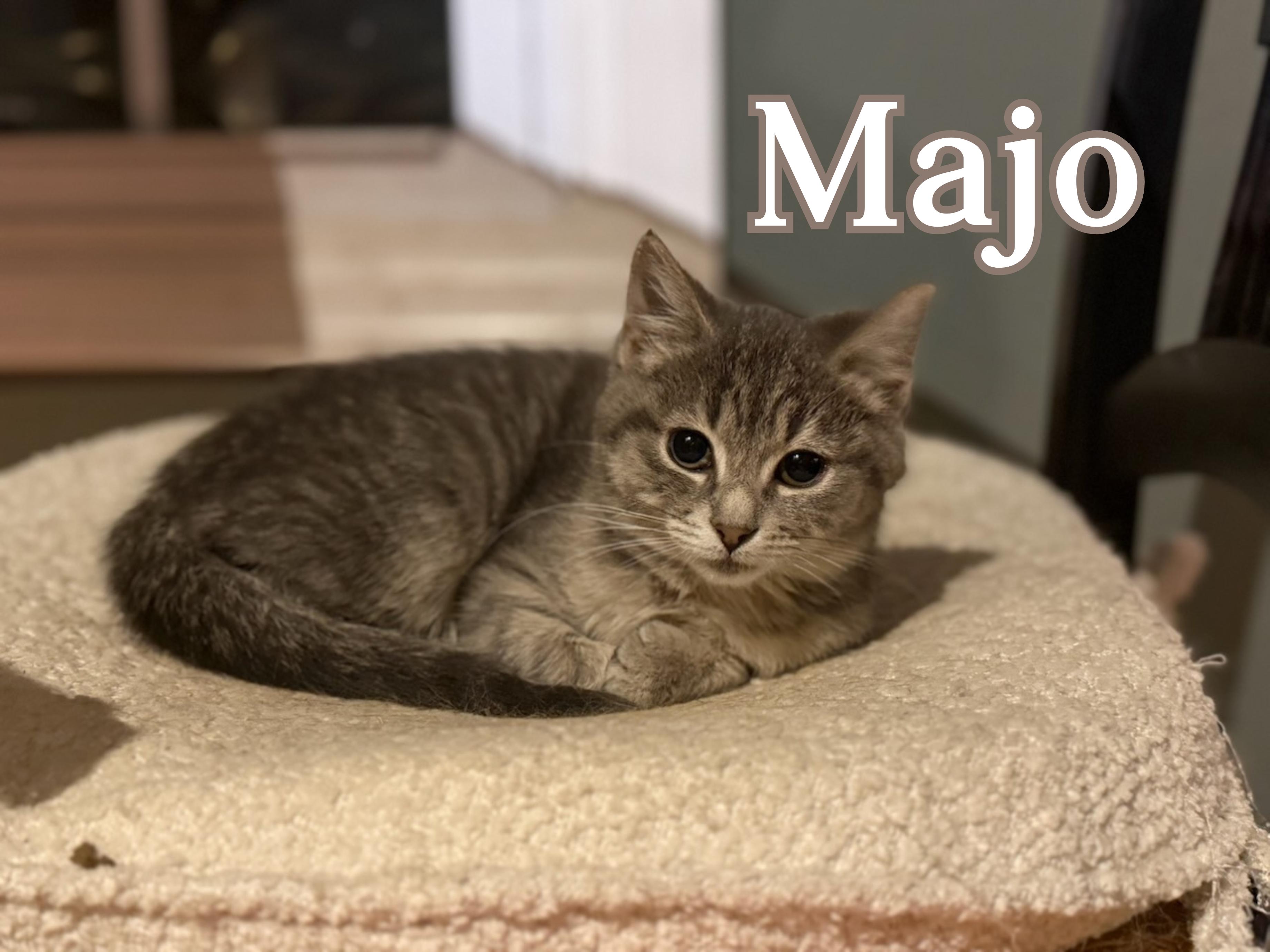 Majo and Thistle, an adopted Domestic Short Hair in Gaylordsville, CT image 5/5