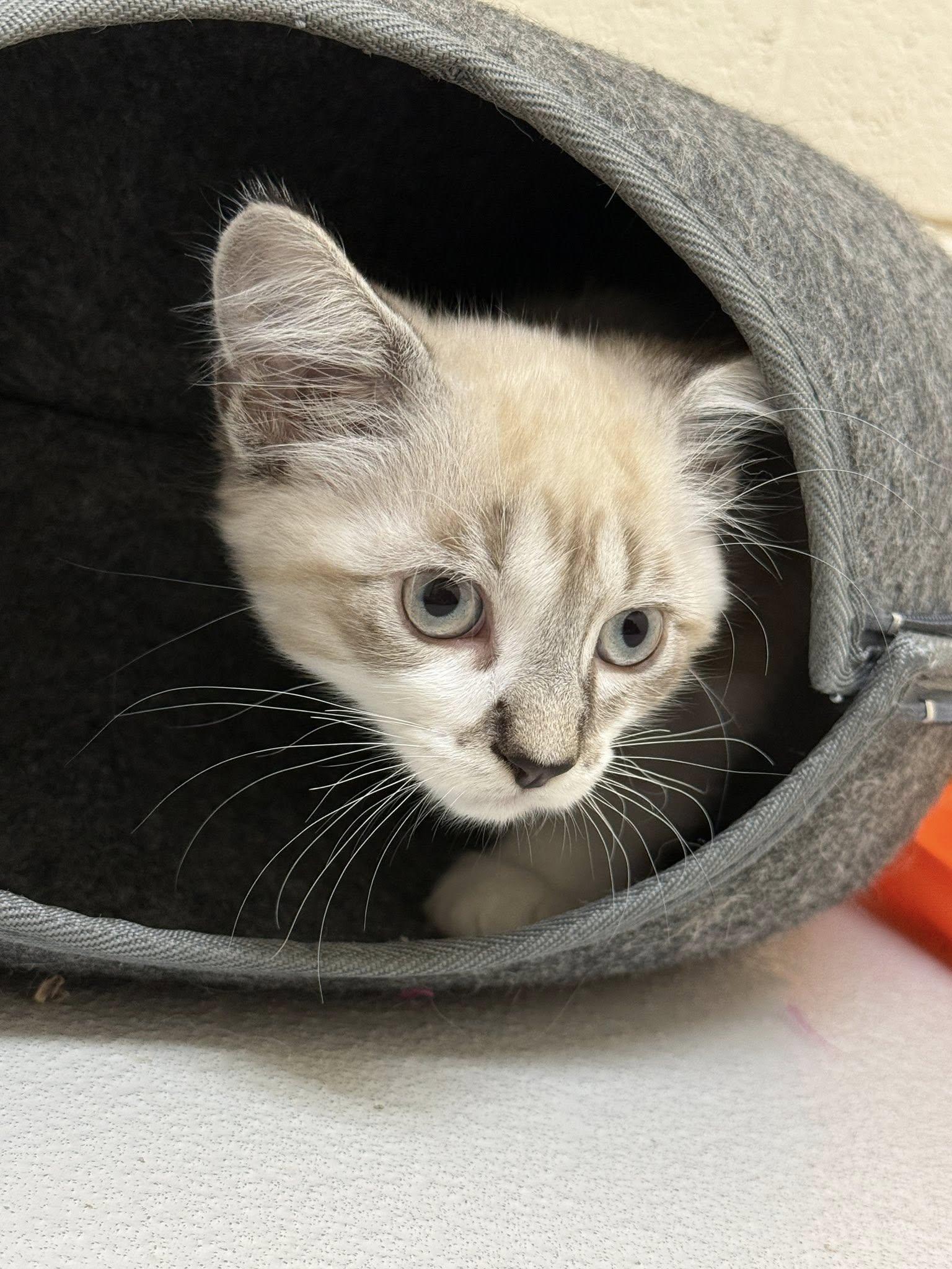Missy