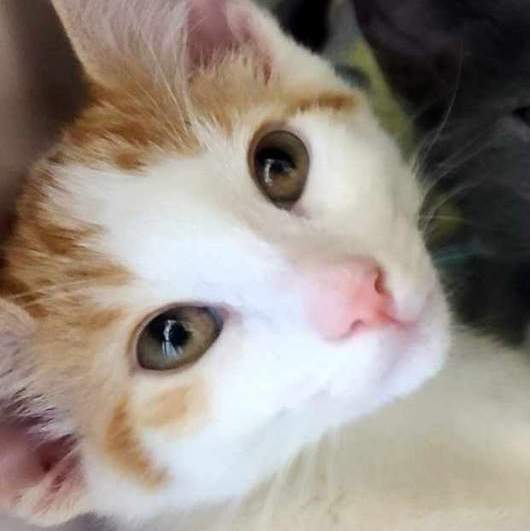 RUBIX - FFPR, an adoptable Domestic Short Hair in Antioch, CA, 94509 | Photo Image 2