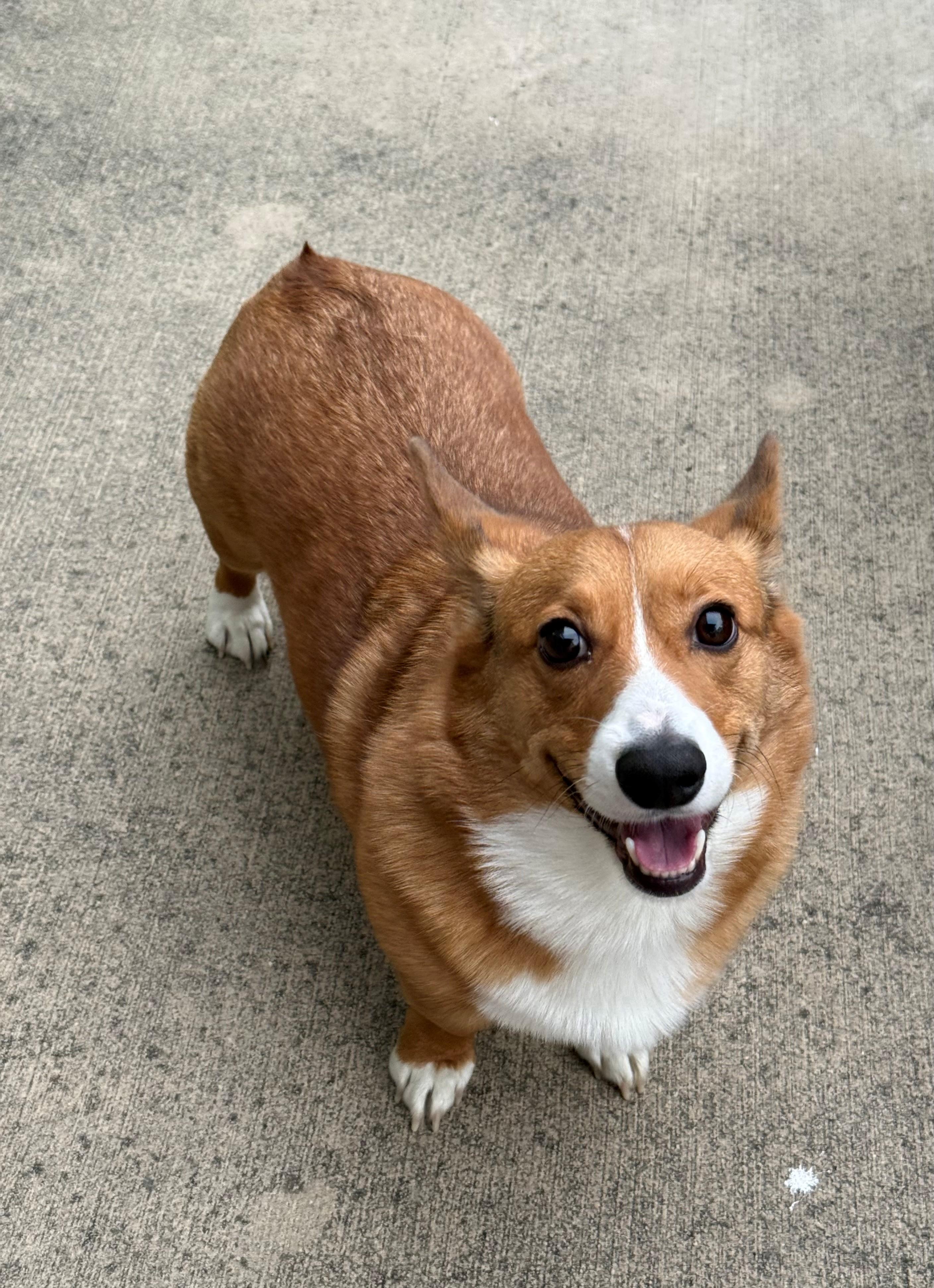 Kane, adopted, Adult Male Pembroke Welsh Corgi.