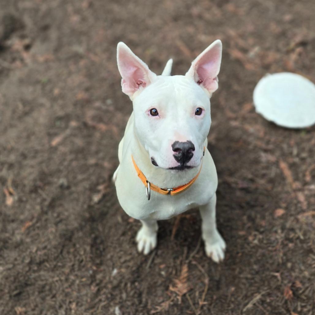 Pedro, Adoptable, Young Male Mixed Breed.