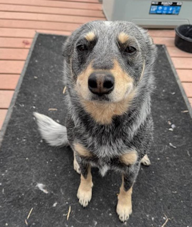 Enlarge Cherry, a Adoptable Australian Cattle Dog / Blue Heeler in Riverton, WY image 1/1