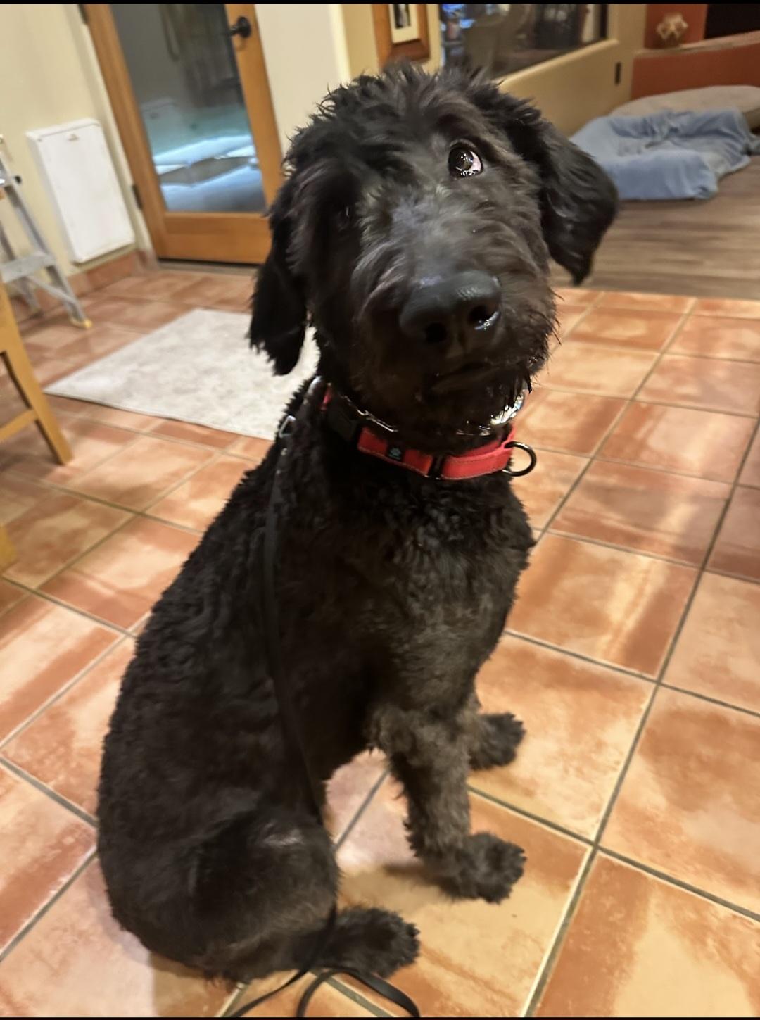 Coal, Adopted, Adult Male Poodle & Labradoodle.