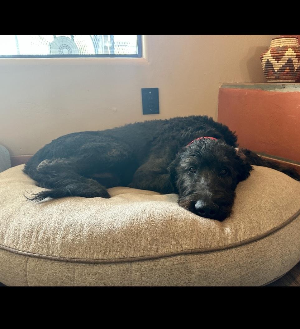 Enlarge Coal, a Adopted mixed breed in Cave Creek, AZ image 2/2