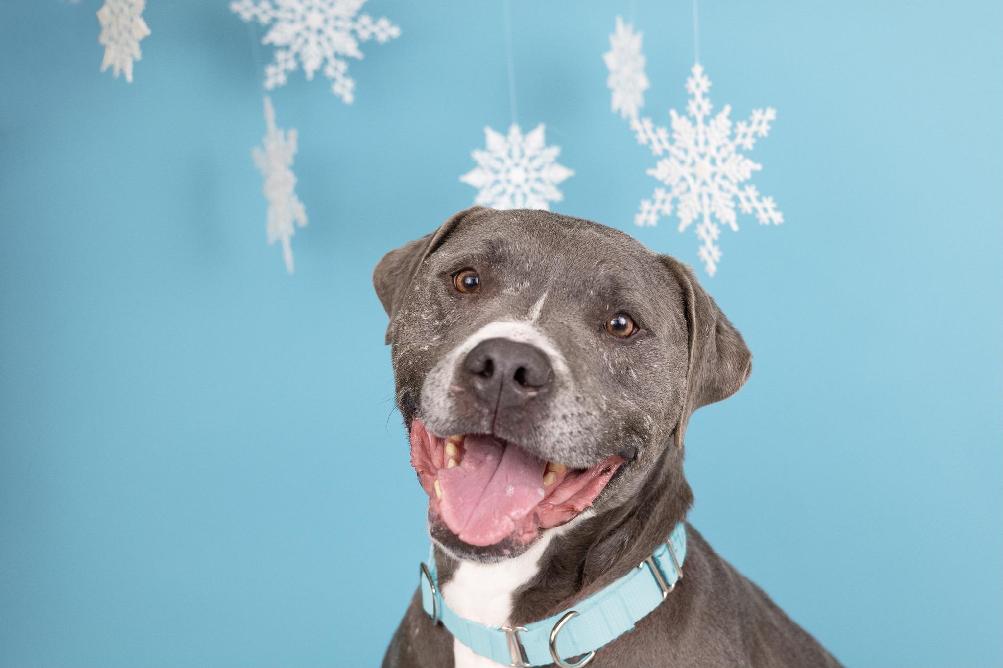 Enlarge Mochi, a ADOPTABLE mixed breed in Whitestown, IN image 1/1