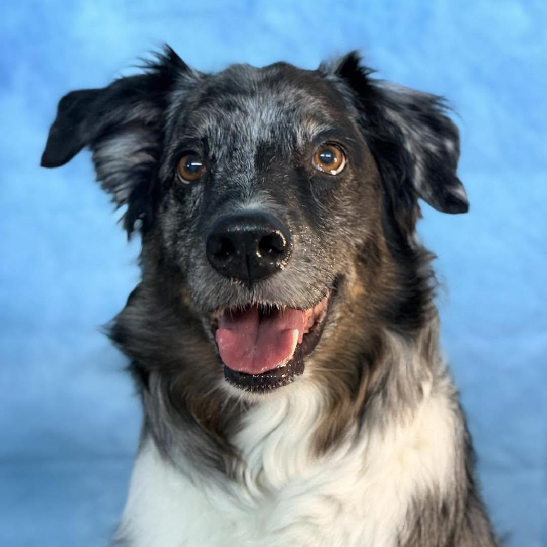 Diesel, Adoptable, Adult Male Australian Shepherd.