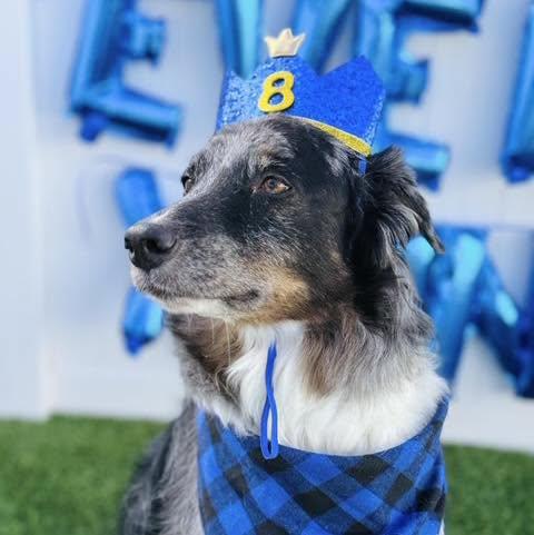 Enlarge Diesel, a Adoptable Australian Shepherd in Oklahoma City, OK image 2/2