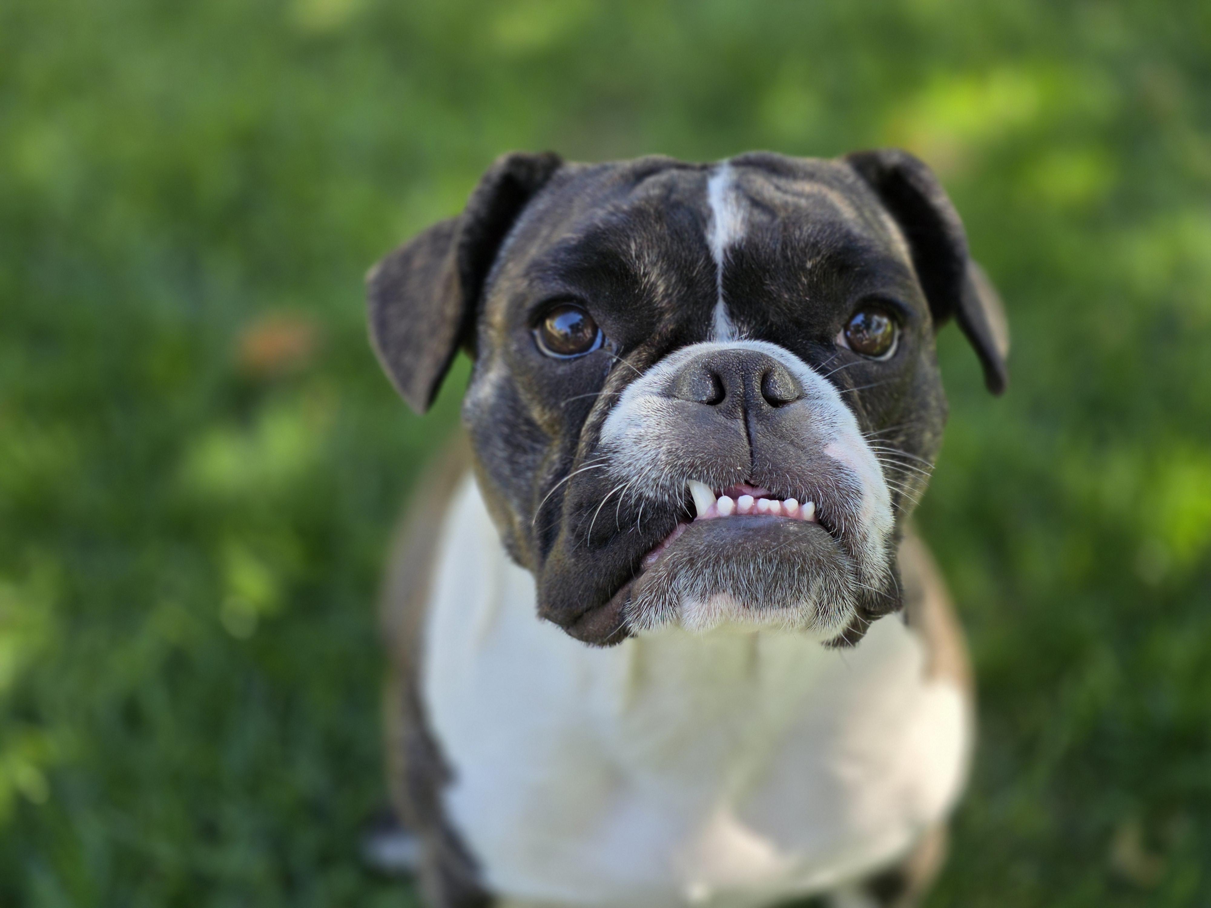 Enlarge THELMA, a Adoptable mixed breed in Aurora, CO image 2/6