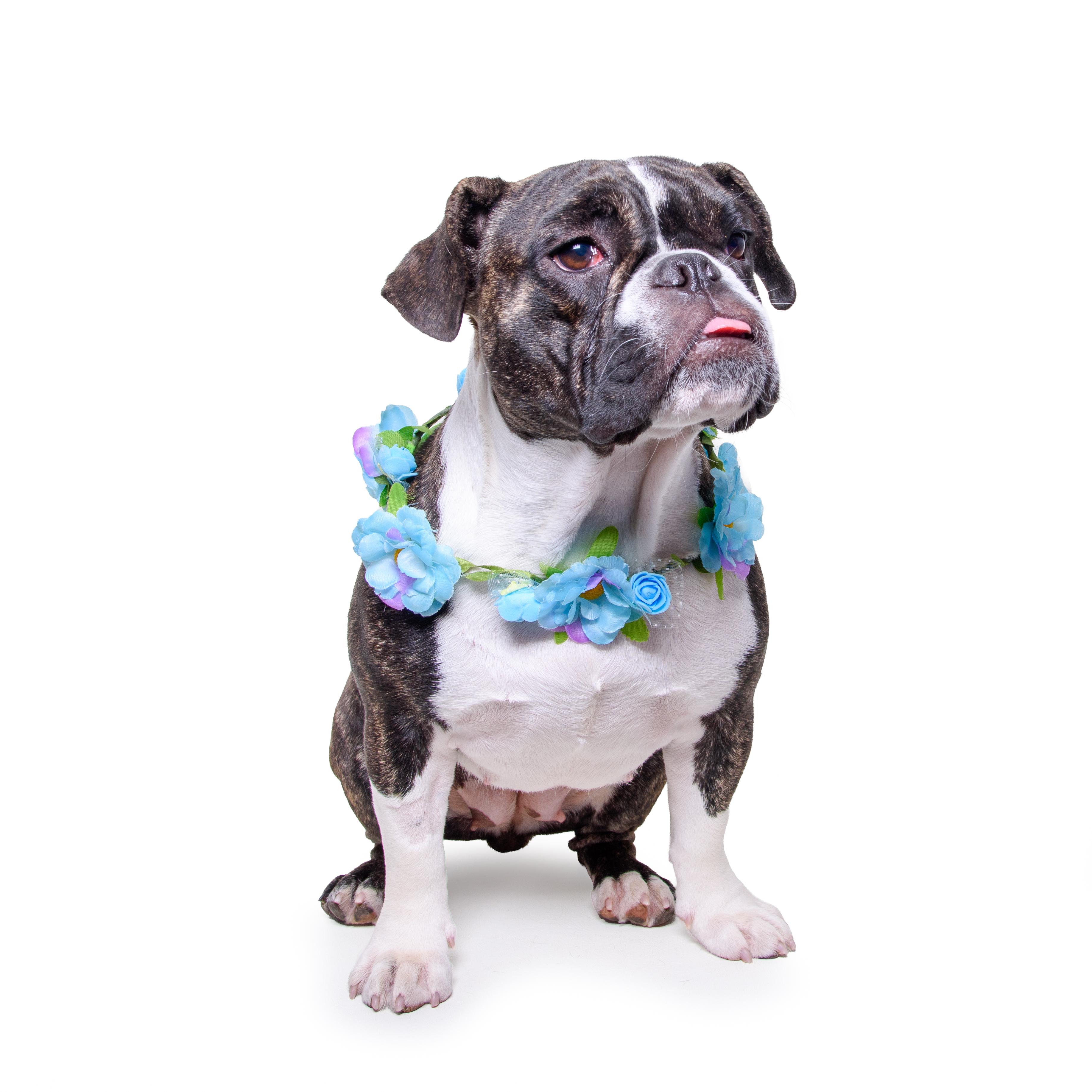 Enlarge THELMA, a Adoptable mixed breed in Aurora, CO image 5/6