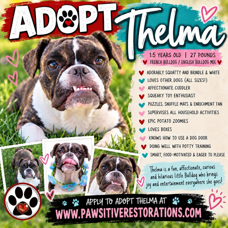 THELMA, Adoptable, Young Female English Bulldog & French Bulldog.