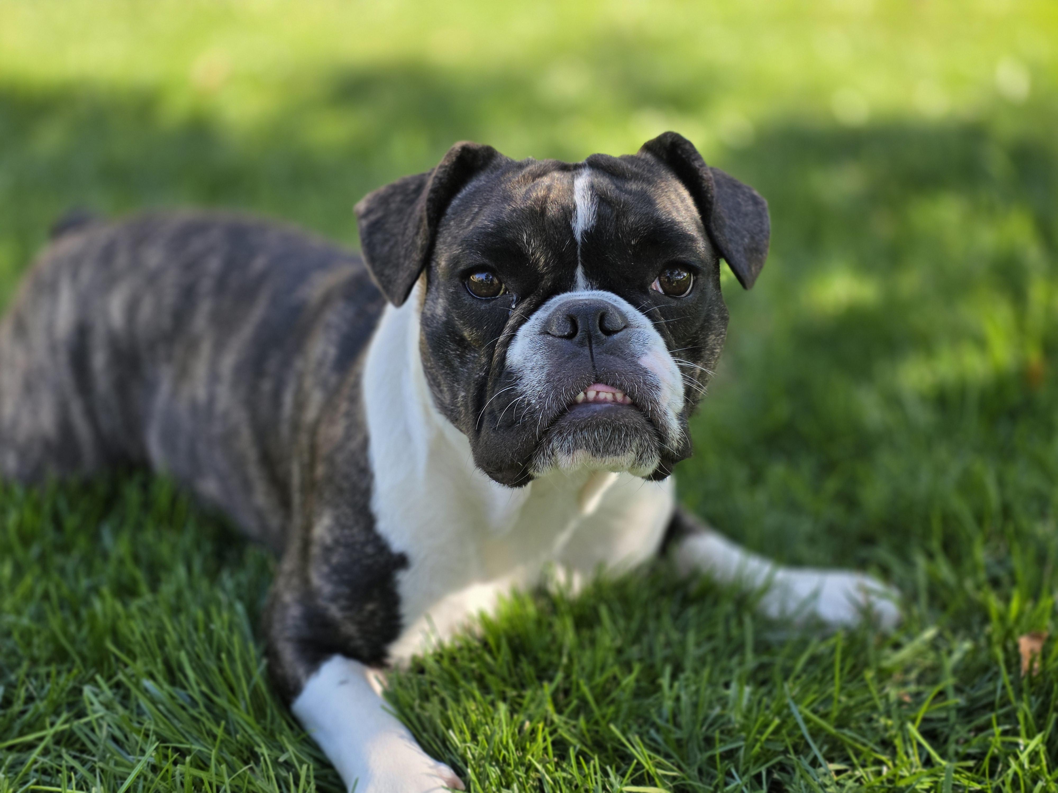 Enlarge THELMA, a Adoptable mixed breed in Aurora, CO image 3/6