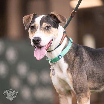 Pahoa, Adoptable, Adult Female Terrier & Mixed Breed.