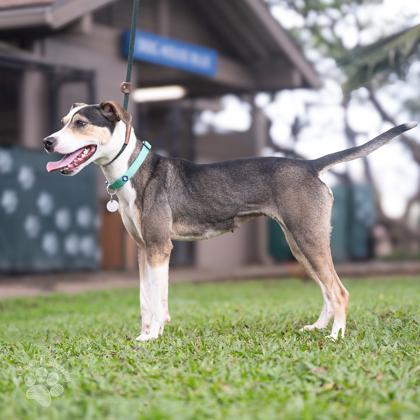 Enlarge Pahoa, a Adoptable mixed breed in Honolulu, HI image 2/3