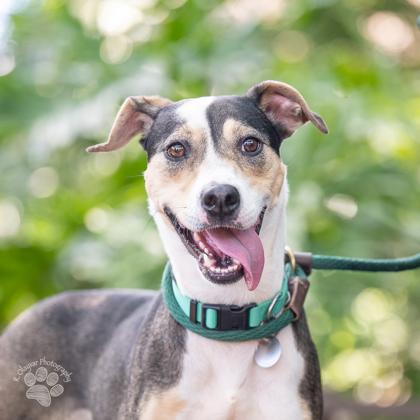 Enlarge Pahoa, a Adoptable mixed breed in Honolulu, HI image 3/3