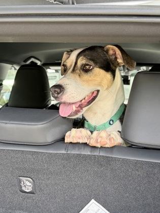 Pahoa, Adoptable, Adult Female Terrier & Mixed Breed.