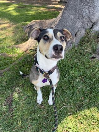 Pahoa, a Adoptable mixed breed in Honolulu, HI image 3/3