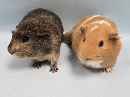 Cheerio, Adoptable, Adult Male Guinea Pig.