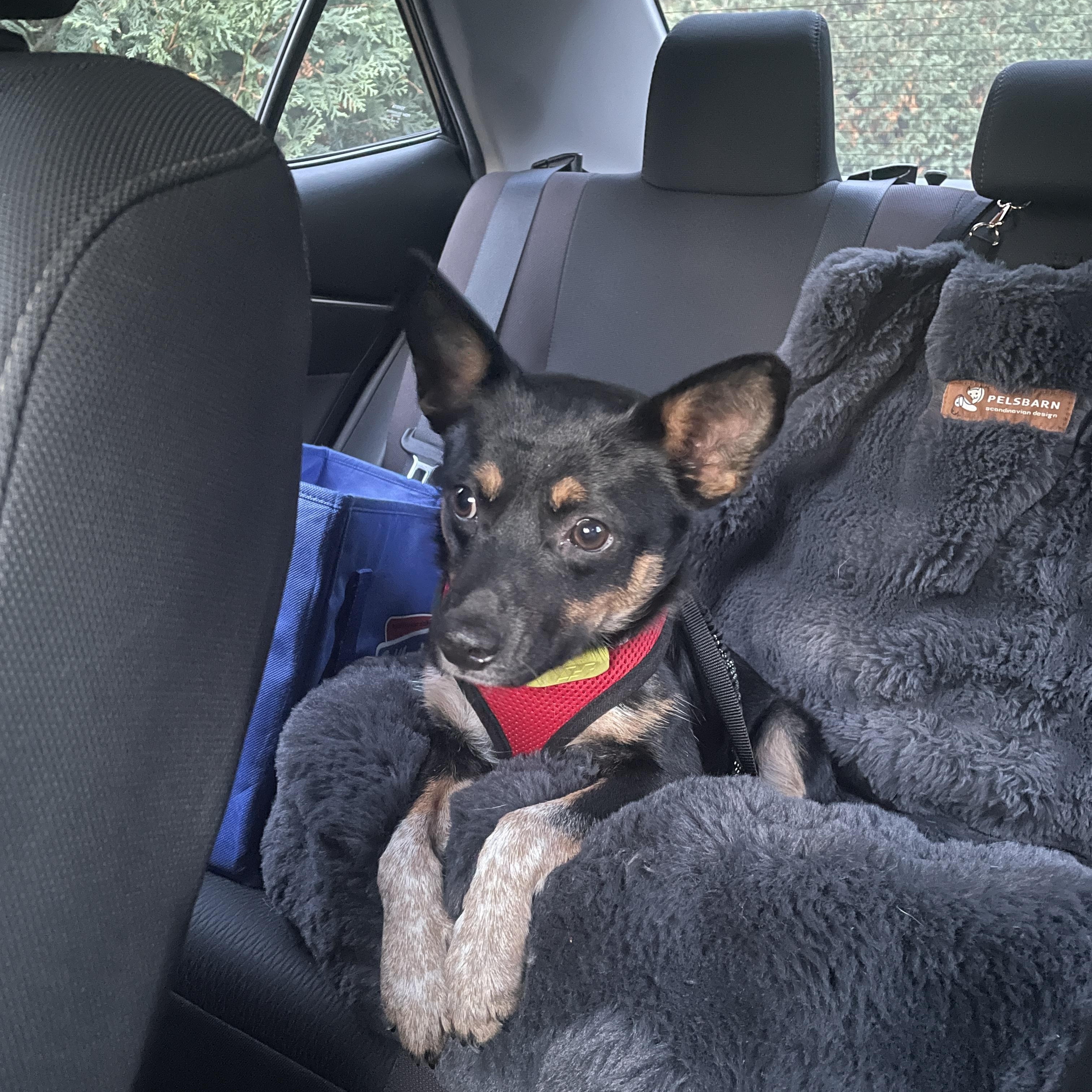 Enlarge Yoda, a Adoptable Mixed Breed in Hopkinton, MA image 6/6