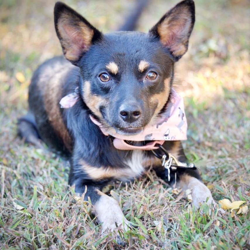 Enlarge Yoda, a Adoptable Mixed Breed in Hopkinton, MA image 2/6