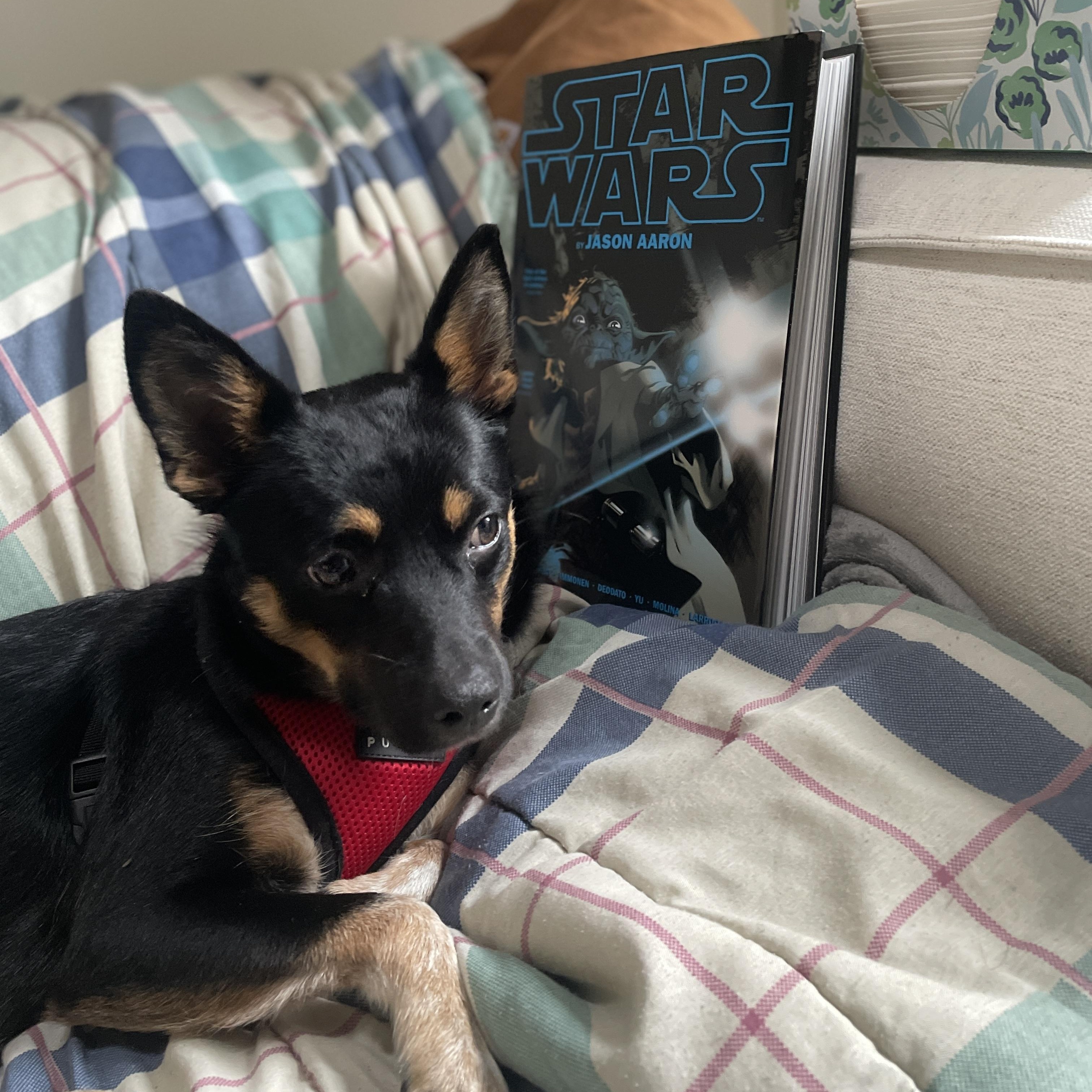 Enlarge Yoda, a Adoptable Mixed Breed in Hopkinton, MA image 3/6