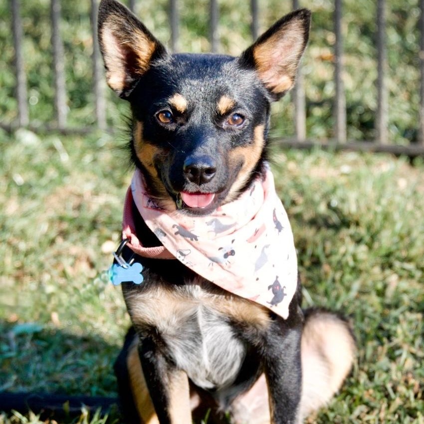 Enlarge Yoda, a Adoptable Mixed Breed in Hopkinton, MA image 5/6