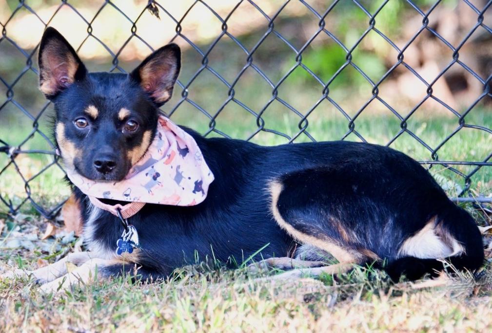 Enlarge Yoda, a Adoptable Mixed Breed in Hopkinton, MA image 1/6