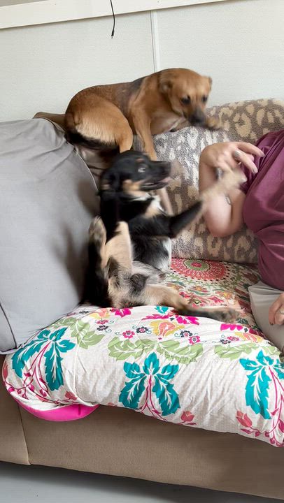 Enlarge Yoda, a Adoptable Mixed Breed in Hopkinton, MA video 4/6