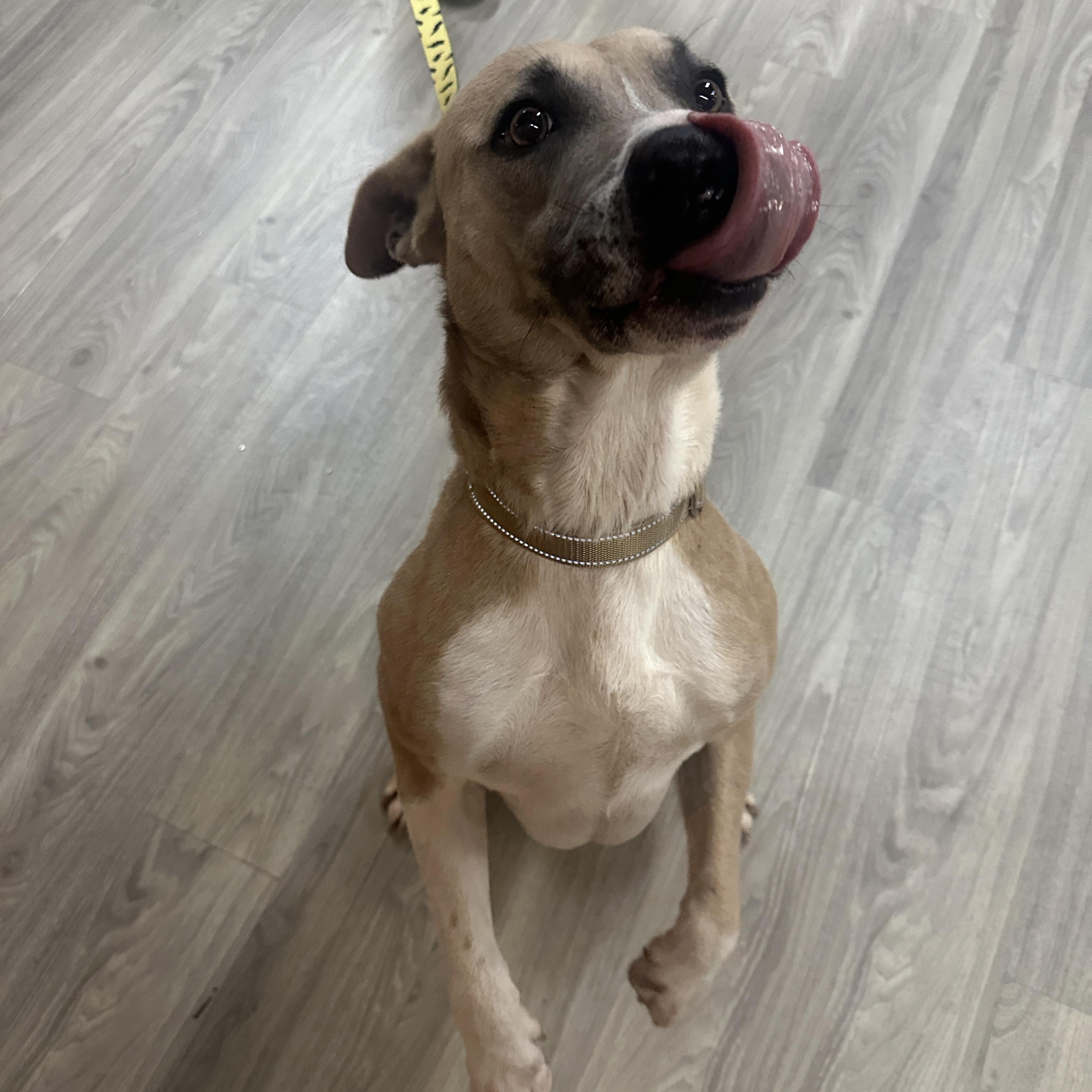 Enlarge Buddy, a Adoptable mixed breed in Roswell, GA image 4/4