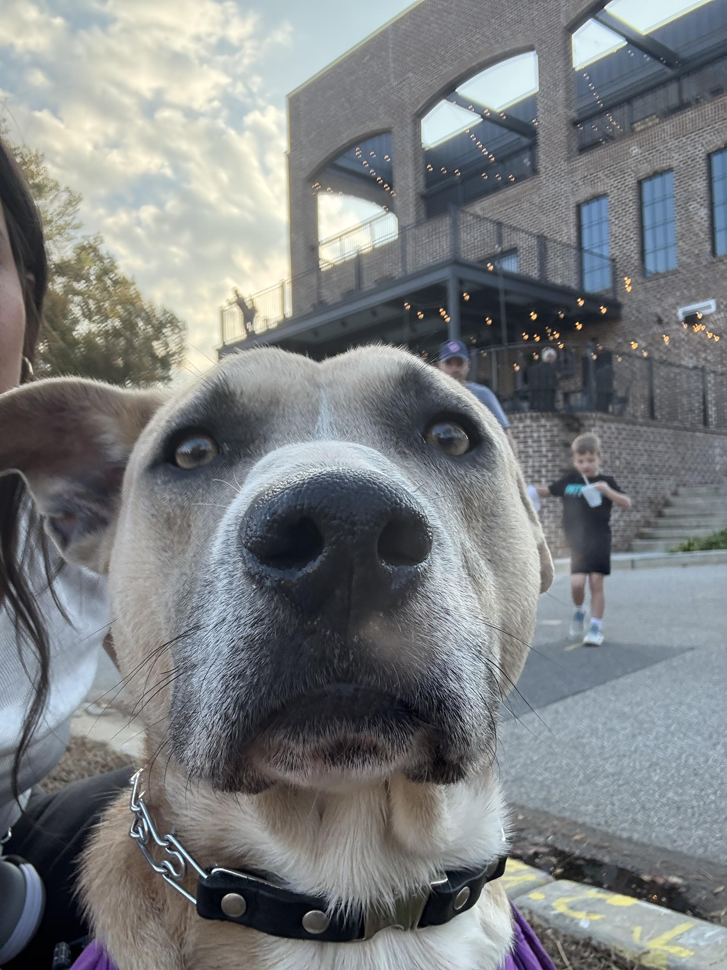Buddy, Adoptable, Adult Male Anatolian Shepherd & Carolina Dog.