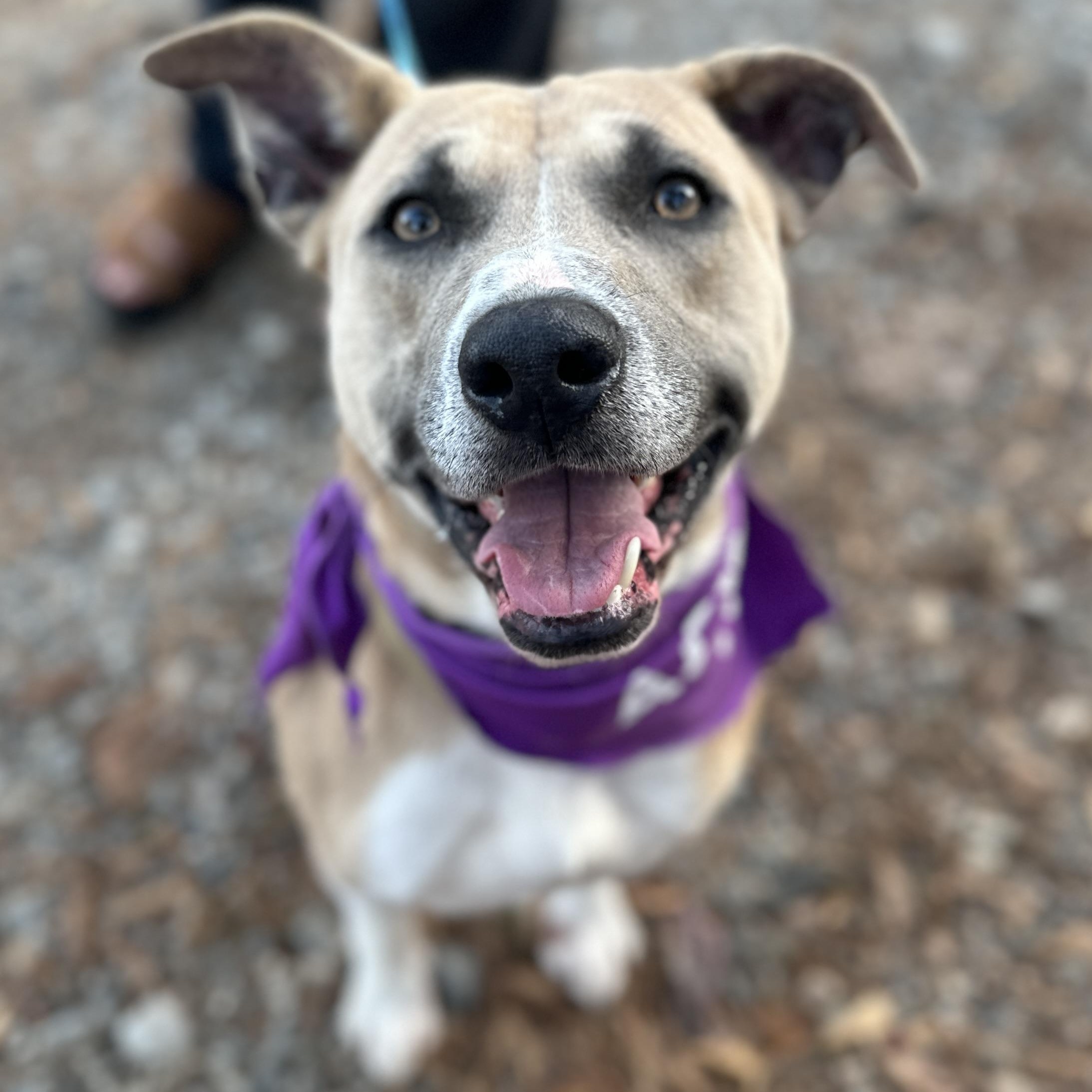 Enlarge Buddy, a Adoptable mixed breed in Roswell, GA image 1/4