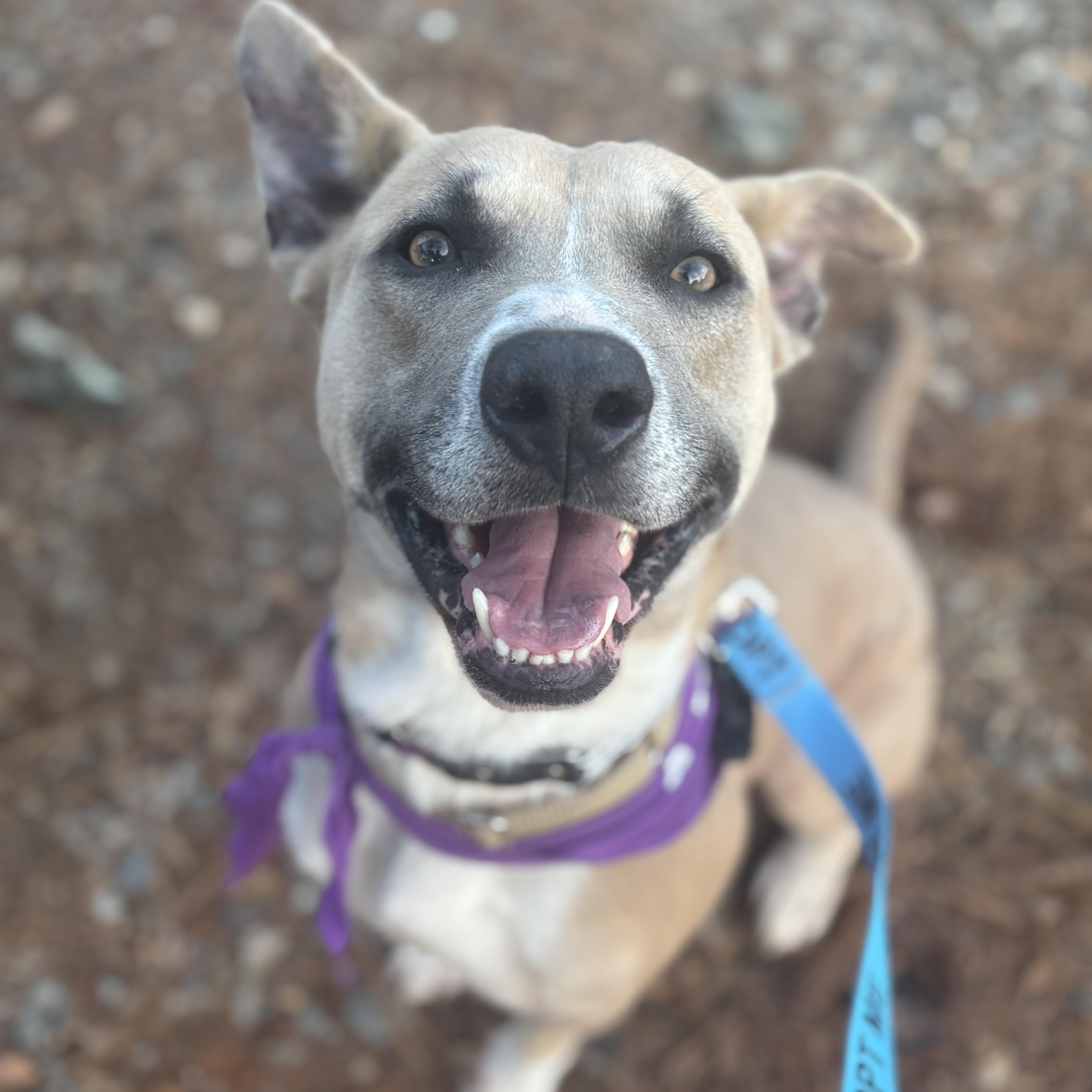 Enlarge Buddy, a Adoptable mixed breed in Roswell, GA image 3/4