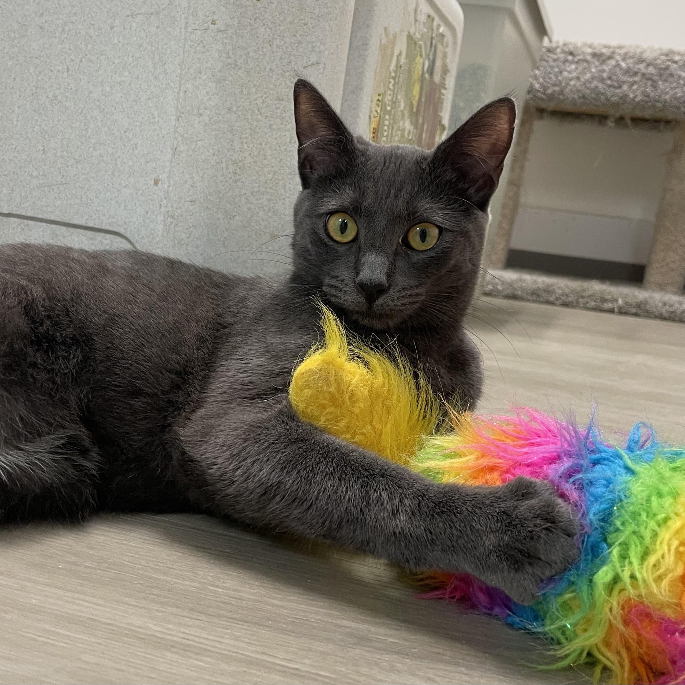 Jolene, a Adoptable Domestic Short Hair in Colonia, NJ image 3/3