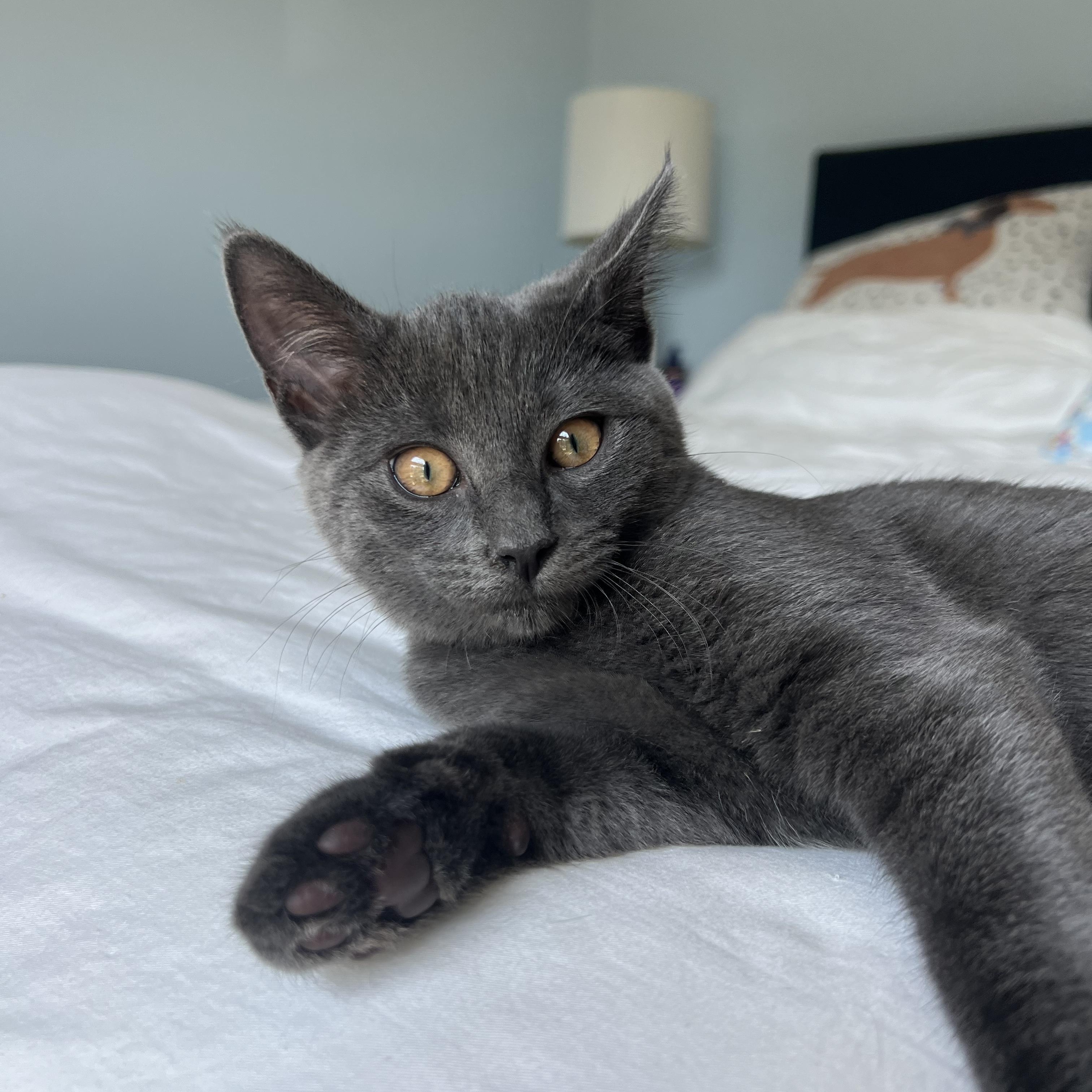 Jolene, a Adoptable Domestic Short Hair in Colonia, NJ image 2/3