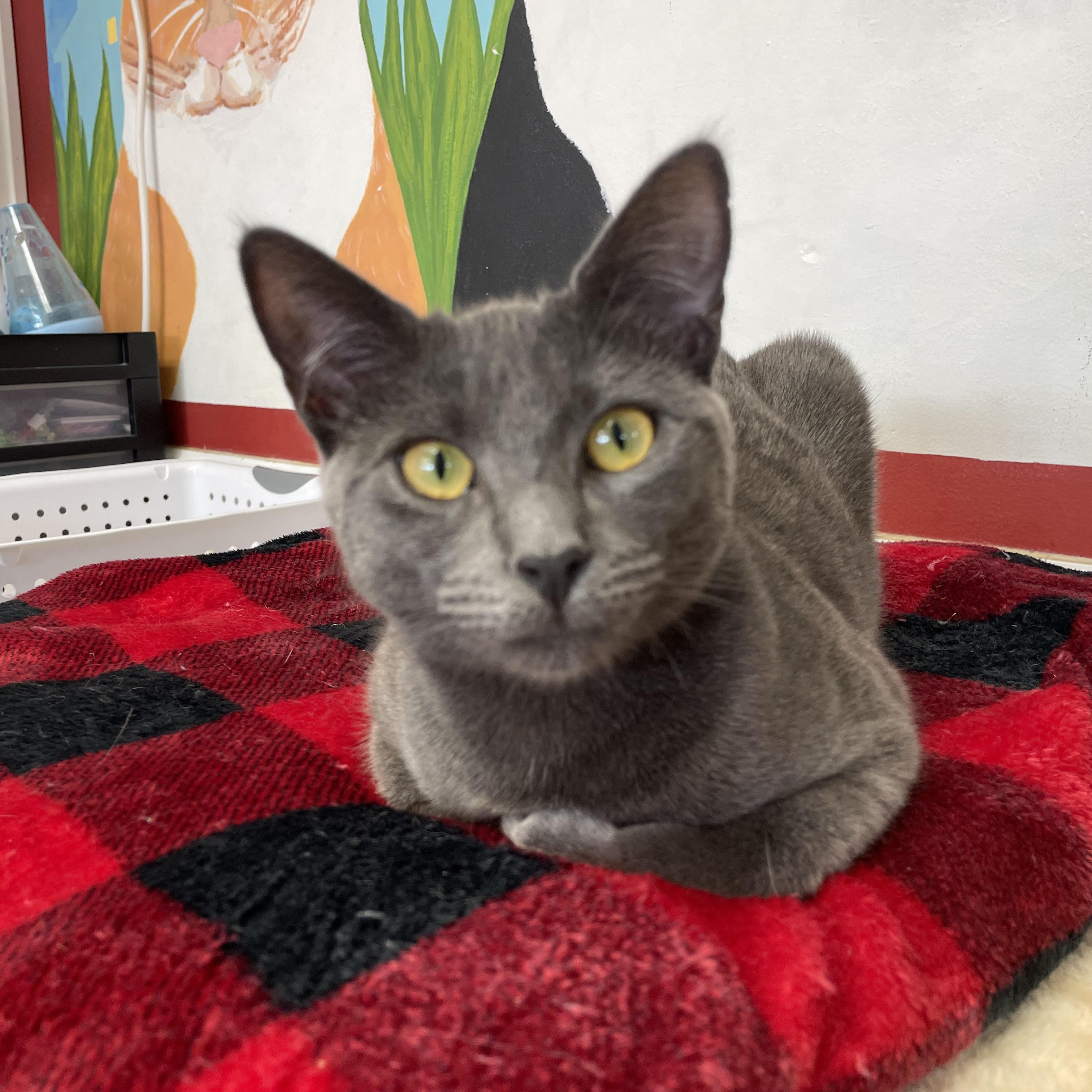 Jolene, a Adoptable Domestic Short Hair in Colonia, NJ image 1/3