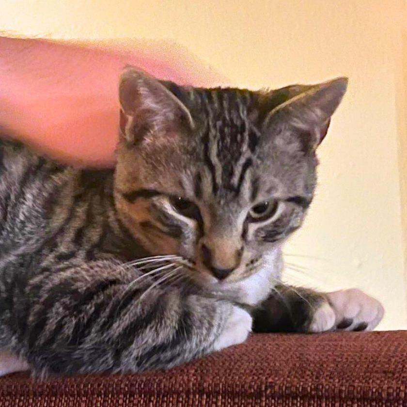 Elmer Fudd, Adopted, Kitten Male Domestic Short Hair.