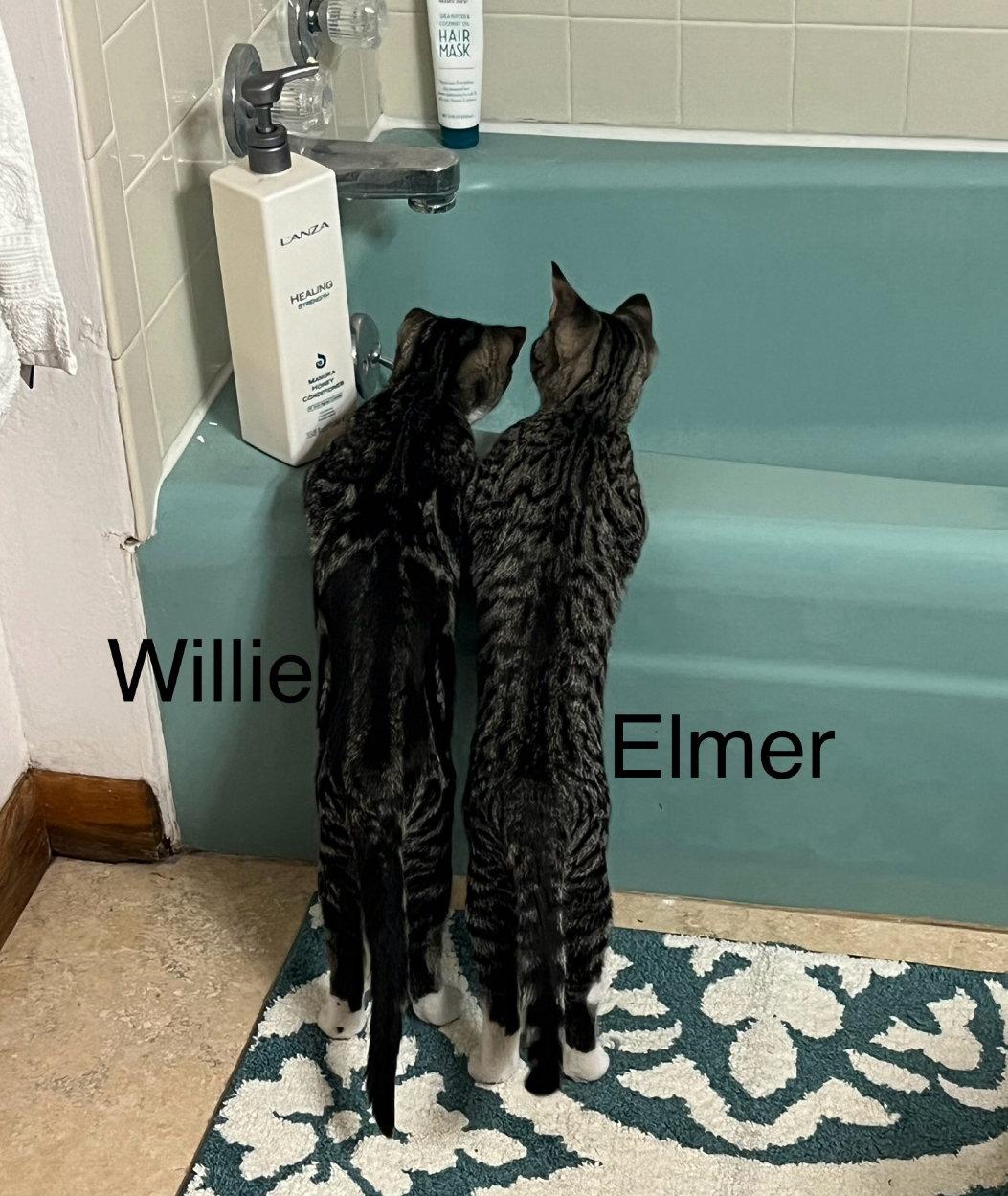 Enlarge Elmer Fudd, a Adopted Domestic Short Hair in Laramie, WY image 2/3