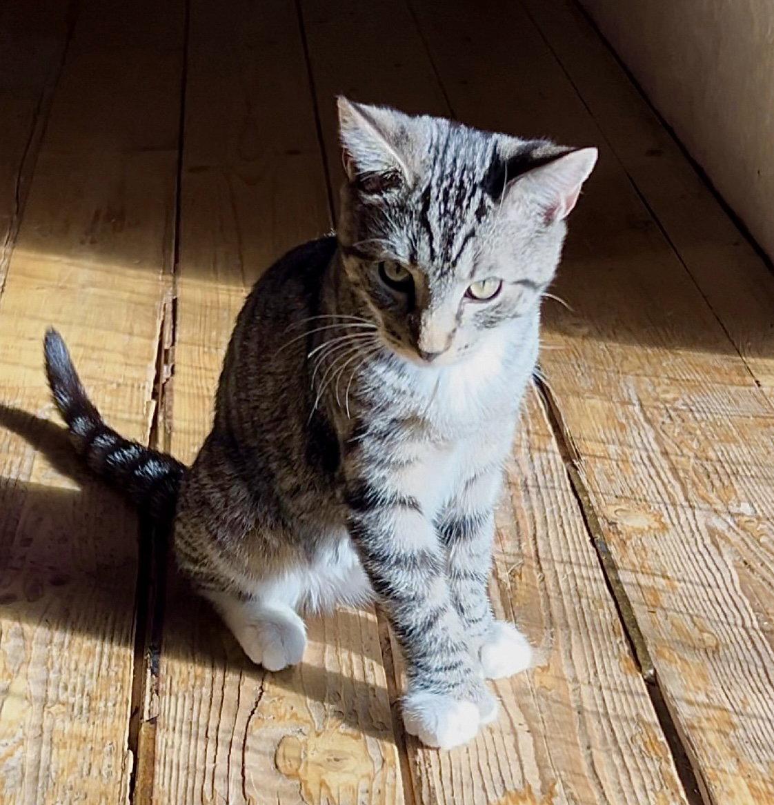 Enlarge Elmer Fudd, a Adopted Domestic Short Hair in Laramie, WY image 3/3