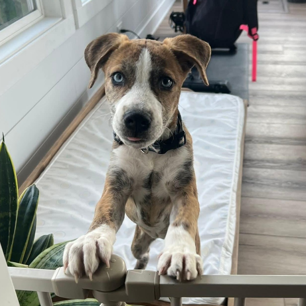 Lyra, adopted, Puppy Female Hound.